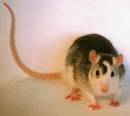 Rat domestique