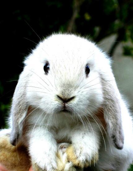 Lapin bélier blanc