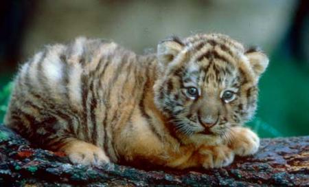 Bébé tigre
