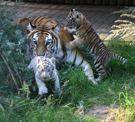 Tigres