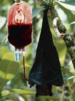 Chauvre souris