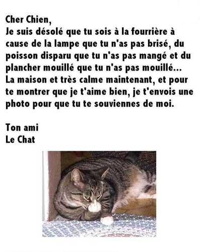 Pour chien de chat