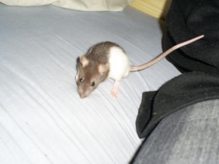 Mon rat  