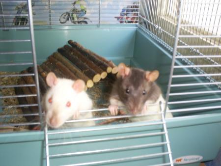 Orphée et Baital