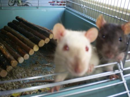 Les deux amours