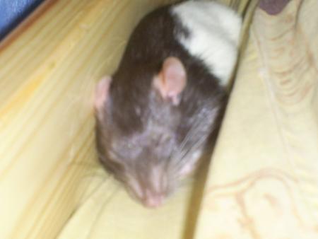Mon bébé qui fait un petit dodo