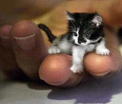 Tout mimi le chaton
